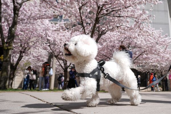 Kanada&#x27;nın en büyük şehirlerinden Toronto&#x27;da baharın gelişiyle birlikte doğa uyanışa geçti. - Sputnik Türkiye