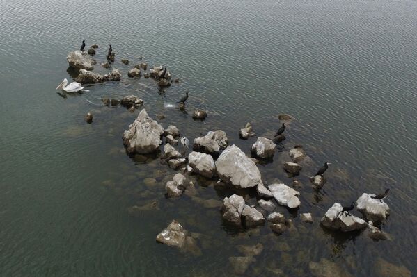 Baraj sularının çekilmesiyle ortaya çıkan bu doğal adacıklar, göçmen karabatak, gri balıkçıl ve pelikan gibi birçok türe hem konaklama hem de üreme alanı sunuyor. - Sputnik Türkiye