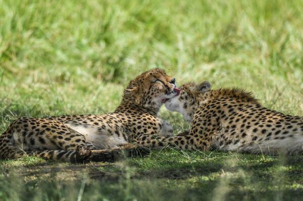 Göç sırasında bu çeşitlilik daha da artıyor ve bölge, doğa belgesellerine konu olacak sahnelerle dolup taşıyor. - Sputnik Türkiye