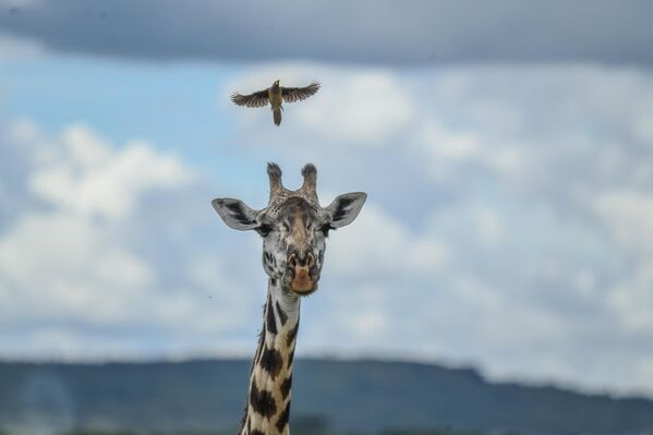 Maasai Mara, sadece göç eden hayvanlar değil; aslan, leopar, çita, fil, zürafa, antilop gibi yırtıcı ve otobur türlerle yıl boyunca zengin bir biyolojik çeşitliliğe sahip. - Sputnik Türkiye