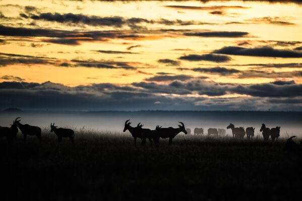 Kenya&#x27;nın güneydoğusunda Tanzanya sınırında yer alan Maasai Mara doğal yaşam alanı aslan, leopar, çita, fil, zürafa, zebra ve antilop gibi vahşi yaşam hayvanlarının onlarca çeşidine ev sahipliği yapıyor.  - Sputnik Türkiye