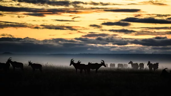 Kenya'daki Maasai Mara doğal yaşam alanı - Sputnik Türkiye