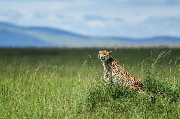Yüzlerce yıldır devam eden bu döngü, yaşamın sürekliliğini doğrudan etkileyen en önemli olaylardan biri. - Sputnik Türkiye