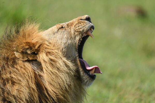 Göç, kuraklık baş gösterdiğinde sona eriyor. - Sputnik Türkiye