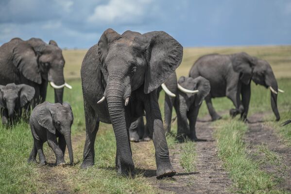 Milyonlarca hayvan bu kez yeşilin geri döndüğü Serengeti’ye geri dönüyor. - Sputnik Türkiye