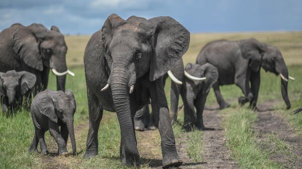 Kenya'daki Maasai Mara doğal yaşam alanı - Sputnik Türkiye