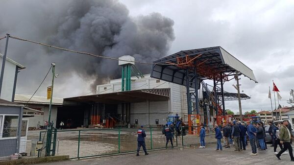 Sakarya fındık fabrikası - Sputnik Türkiye