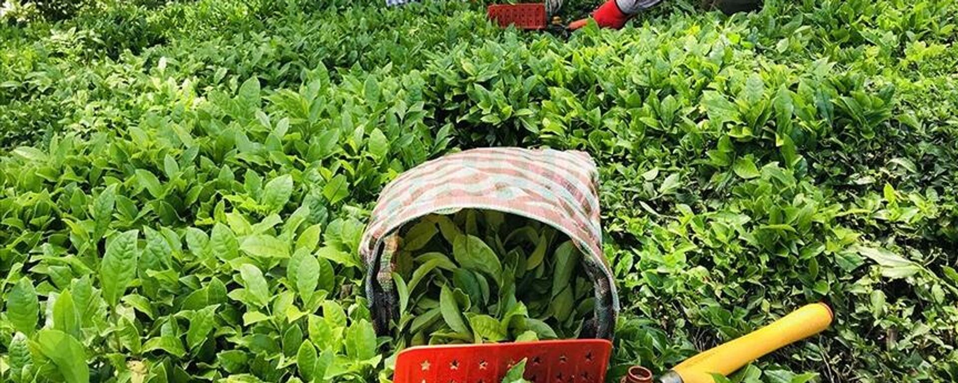 Yaş çay - Sputnik Türkiye, 1920, 13.05.2025