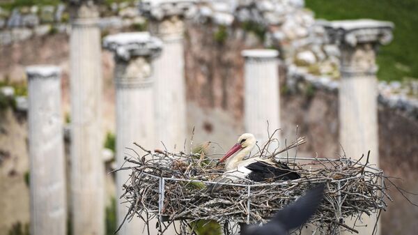 İzmir'in Selçuk ilçesinde bulunan tarihi yapıları leylekler mesken tuttu - Sputnik Türkiye