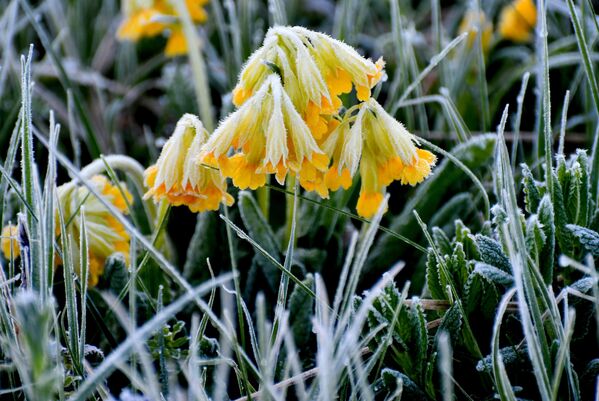 Soğuk havanın etkisiyle araçların camlarını buz, çiçekler ve bitkileri kırağı tuttu.  - Sputnik Türkiye