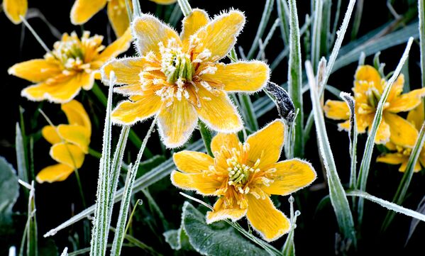 Soğuk hava nedeniyle çiçekler ve bitkiler kırağıyla kaplandı. - Sputnik Türkiye