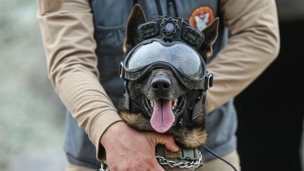 köpek eğitimi - Sputnik Türkiye