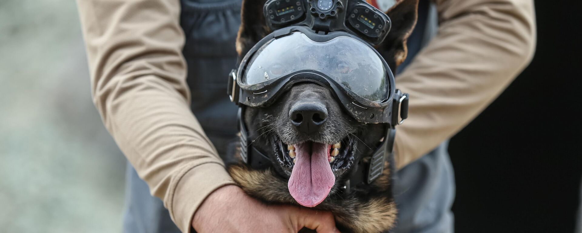 köpek eğitimi - Sputnik Türkiye, 1920, 17.05.2025