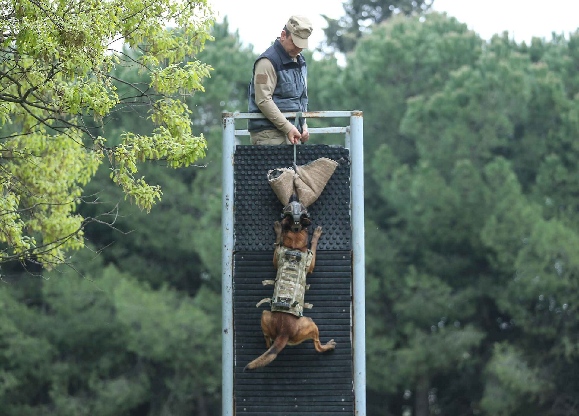 köpek eğitimi - Sputnik Türkiye, 1920, 17.05.2025