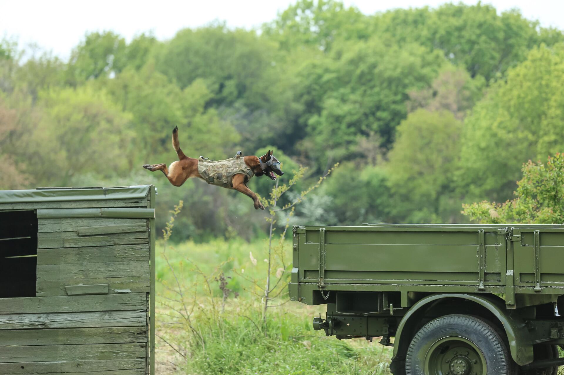 köpek eğitimi - Sputnik Türkiye, 1920, 17.05.2025