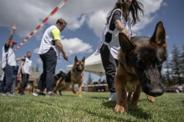 70 Alman çoban köpeğinin katıldığı yarışmanın sonunda, üretim izni alınan köpeklerden damızlık olarak kullanılabilecek en iyi olanları tespit ediliyor ve Türkiye&#x27;yi temsilen dünya şampiyonalarına gönderiliyor.  - Sputnik Türkiye