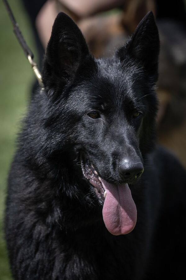 Irk özellikleri, fiziksel yapıları ve itaat becerilerine göre değerlendirilen toplam 70 Alman çoban köpeği podyuma çıktı. - Sputnik Türkiye