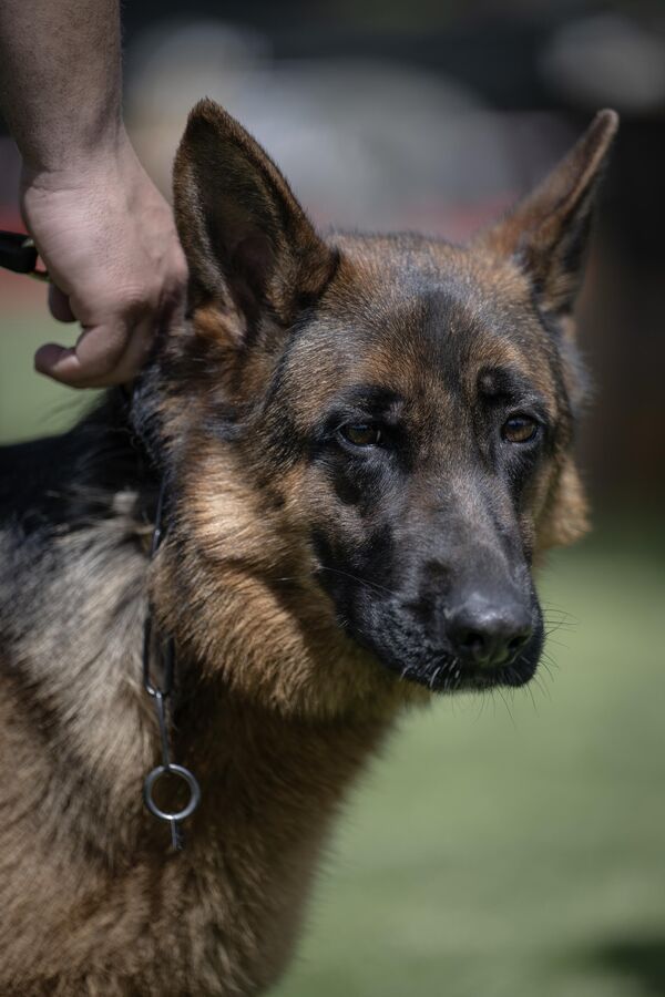 Yarışma sonucunda, üretim izni alınmış köpekler arasından damızlık olarak kullanılmaya uygun olanlar belirlendi. - Sputnik Türkiye