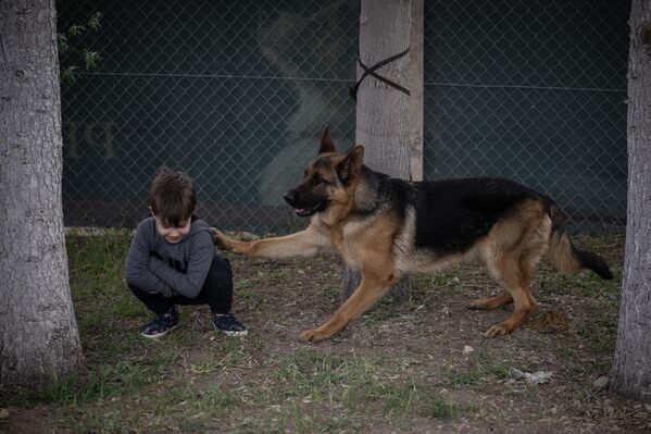 Dünya Alman Çoban Köpeği Dernekleri Birliği (WUSV) ile Alman Çoban Köpeği Irk ve Spor Derneğince (ACKIS) Ankara Dogyy Town Köpek Eğitim Akademisi’nde “Alman Çoban Köpeği Irk Standartları Yarışması” düzenlendi. - Sputnik Türkiye