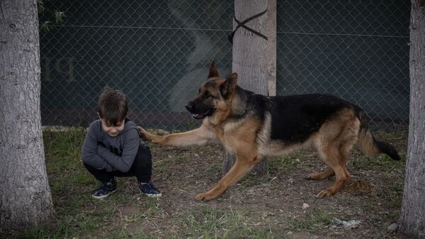 Ankara'da “Alman Çoban Köpeği Irk Standartları Yarışması” düzenlendi - Sputnik Türkiye