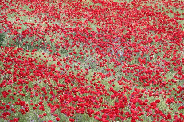 Kırmızı renkli, ince yapraklı çiçekleriyle tanınır. Genellikle buğday tarlalarında görülse de boş arazilerde ve dağ eteklerinde de yaygındır. - Sputnik Türkiye