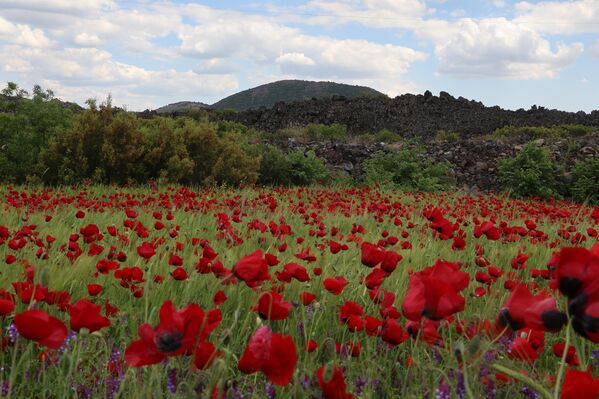 Manisa’nın Kula ilçesinde havaların ısınmasıyla birlikte doğa canlandı, tarlalar ve yol kenarları gelinciklerle bezendi. - Sputnik Türkiye