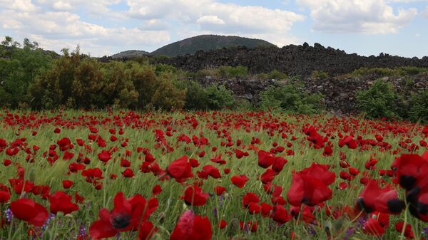 Manisa'da doğa gelinciklerle renklendi - Sputnik Türkiye