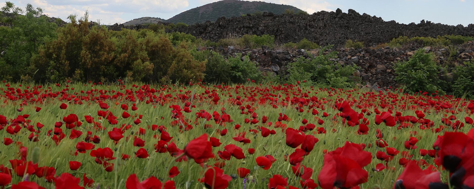 Manisa'da doğa gelinciklerle renklendi - Sputnik Türkiye, 1920, 19.05.2025