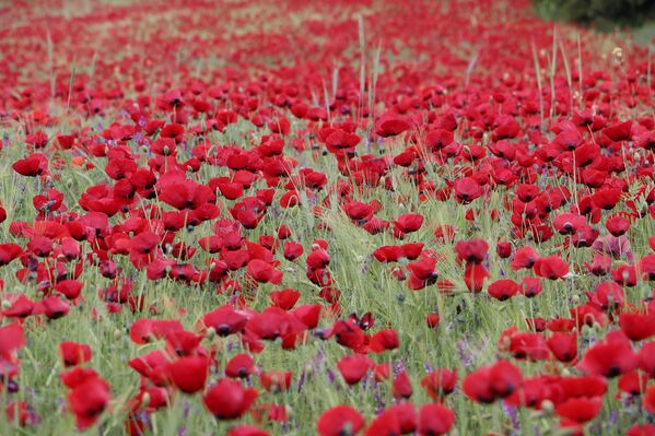 Anadolu kültüründe sevdanın, hüznün ve özgürlüğün sembolü olarak da bilinen gelincikler, baharın gelişini müjdeleyen en zarif doğa göstergelerinden biri olarak kabul edilir. - Sputnik Türkiye