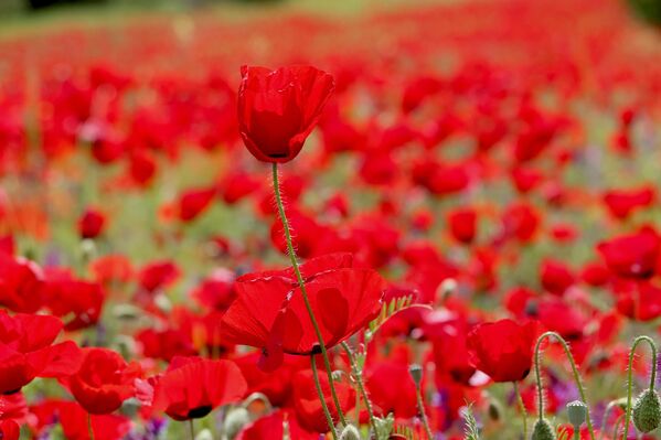 Yol kenarlarını süsleyen bu zarif çiçekler, bölgeden geçen vatandaşların ilgisini çekerken, doğa tutkunlarının da uğrak noktası haline geldi. - Sputnik Türkiye