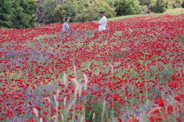 Gelincik (Papaver rhoeas), özellikle ilkbahar aylarında tarla, yol kenarı ve kırsal alanlarda kendiliğinden yetişen, kısa ömürlü ama göz alıcı bir kır çiçeğidir. - Sputnik Türkiye