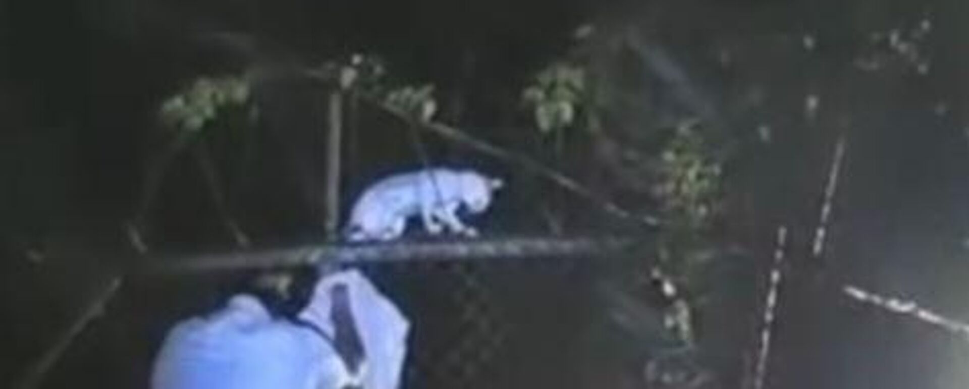 Kedi hapishaneye uyuşturucu sokarken yakalandı - Sputnik Türkiye, 1920, 20.05.2025