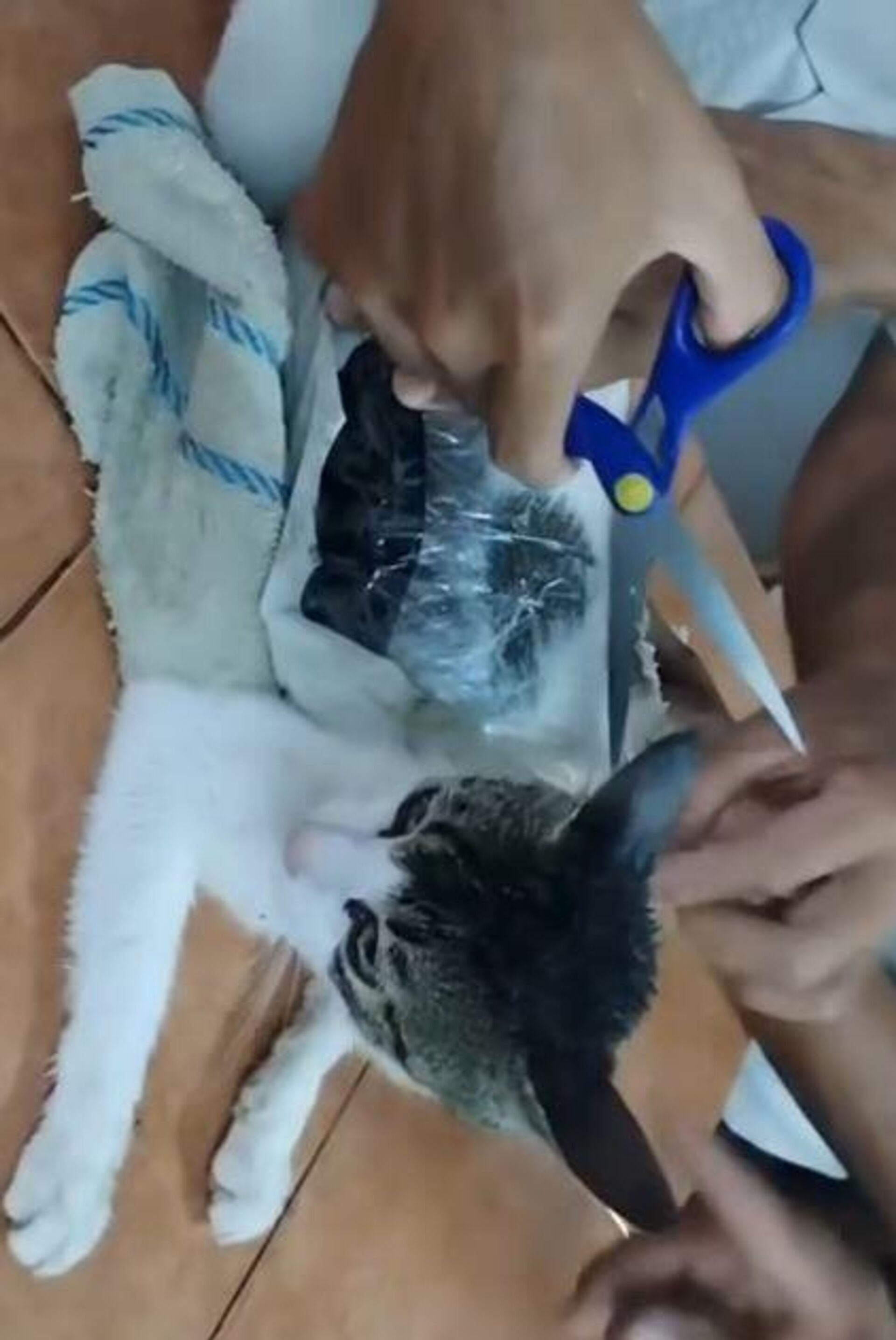 Kedi hapishaneye uyuşturucu sokarken yakalandı - Sputnik Türkiye, 1920, 20.05.2025
