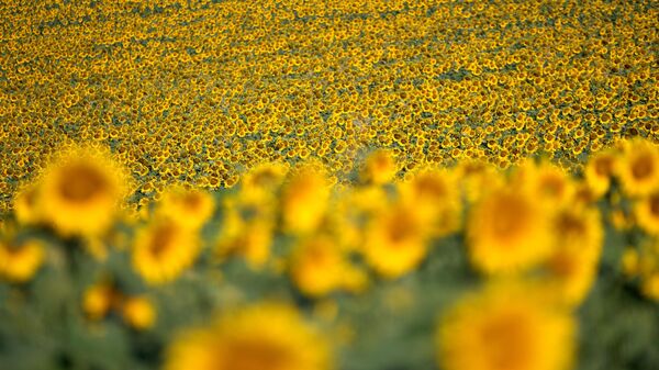 Çukurova'da tarlalar sarı renge büründü - Sputnik Türkiye