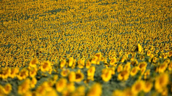 Çukurova'da tarlalar sarı renge büründü - Sputnik Türkiye