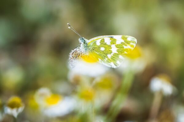 Longozda yalnızca kuşlar değil, rengarenk kelebekler de baharın gelişini müjdeliyor.İlçedeki sulak alanda görülebilen canlılar arasında yeni benekli melek kelebeği de bulunuyor.  - Sputnik Türkiye