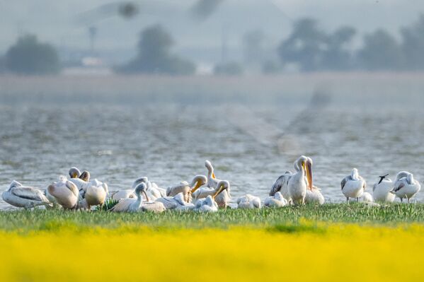 Bursa&#x27;nın Karacabey ilçesinde yer alan Karacabey Longozu, bahar aylarında doğanın uyanışıyla birlikte eşsiz bir canlılık kazanıyor. İlçedeki sulak alanda görülebilen canlılar arasında ak pelikanlar görüntülendi. - Sputnik Türkiye