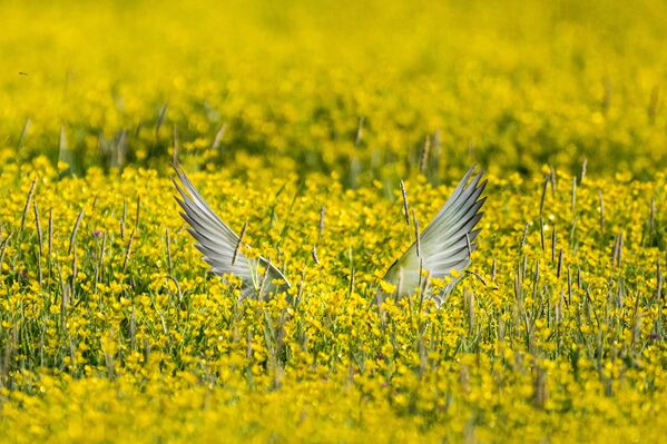 İlçedeki sulak alanda görülebilen canlılar arasında bıyıklı sumru fotoğraflandı. - Sputnik Türkiye