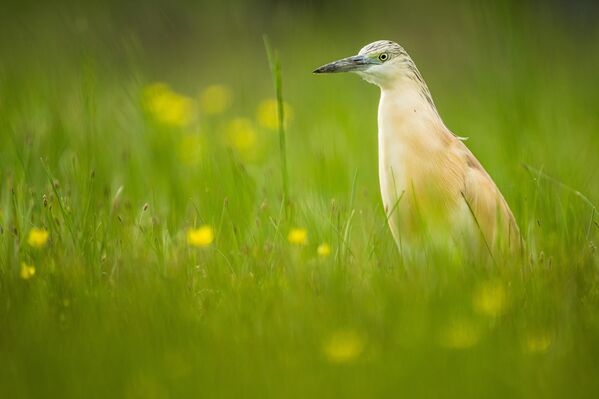 Marmara Denizi kıyısında bulunan bu sulak alan, çiçeklerin açmasıyla birlikte pek çok canlıya yaşam alanı sunuyor.İlçedeki sulak alanda görülebilen canlılar arasında alaca balıkçıl da bulunuyor.  - Sputnik Türkiye