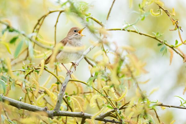 İlçedeki sulak alanda görülebilen canlılar arasında bülbül de bulunuyor.  - Sputnik Türkiye