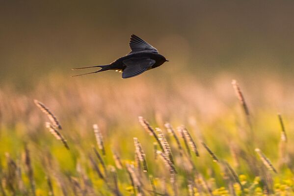 Doğa ile baş başa kalmak, fotoğraf çekmek ve kuş gözlemi yapmak isteyenler için Karacabey Longozu bu günlerde adeta açık hava stüdyosu gibi.İlçedeki sulak alanda görülebilen canlılar arasında kır kırlangıcı da bulunuyor. - Sputnik Türkiye