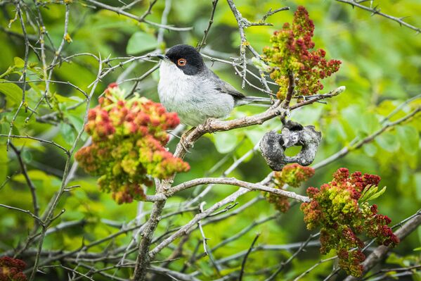 İlçedeki sulak alanda görülebilen canlılar arasında maskeli ötleğen de bulunuyor.  - Sputnik Türkiye
