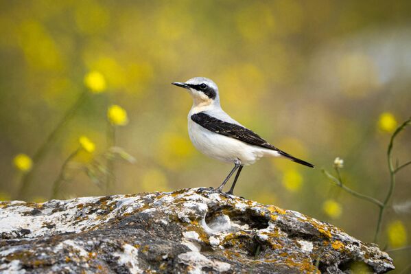 İlçedeki sulak alanda görülebilen canlılar arasında kuyrukkakan da bulunuyor. - Sputnik Türkiye