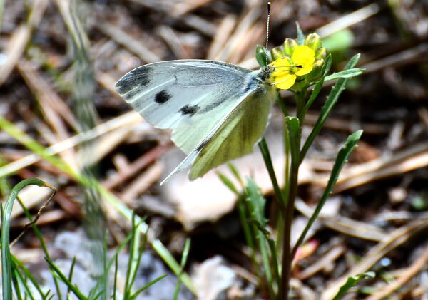 Kars&#x27;ın Sarıkamış ilçesinde doğa, yağmurların ardından açan rengarenk çiçeklerle canlandı.  - Sputnik Türkiye