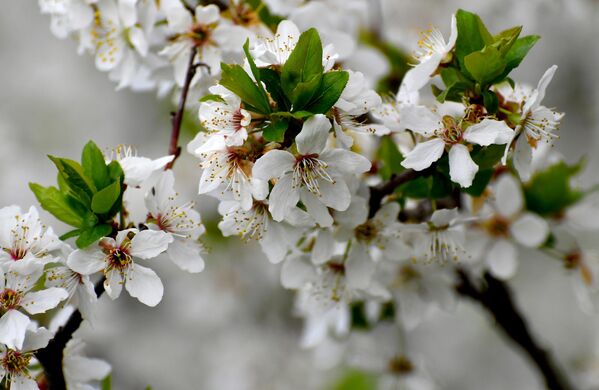 Sarıkamış&#x27;ta doğa, yağmurların ardından açan rengarenk çiçeklerle canlandı. - Sputnik Türkiye