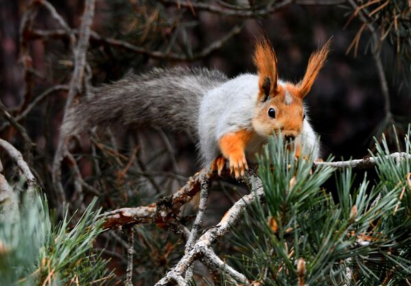 Ağaç dallarında kızıl sincaplar görüldü.  - Sputnik Türkiye