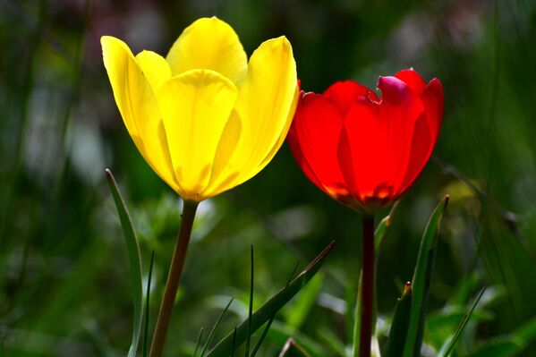 Sarıçam ormanlarıyla çevrili 2 bin 500 rakımlı Keklik Vadisi sarı, kırmızı laleler ve birçok çiçekle kaplandı. - Sputnik Türkiye