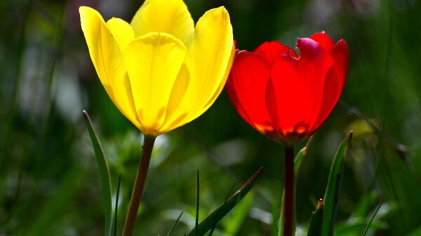 Kars'ta doğa, yağmurların ardından açan rengarenk çiçeklerle kaplandı - Sputnik Türkiye