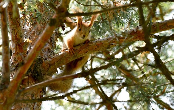 Bölgede, erik ve elma ağaçları çiçek açtı, ağaç dallarında kızıl sincaplar görüldü.  - Sputnik Türkiye