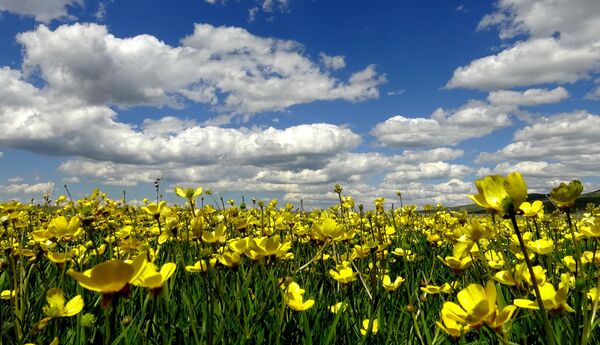 Bölge rengarenk çiçeklerle kaplandı. - Sputnik Türkiye